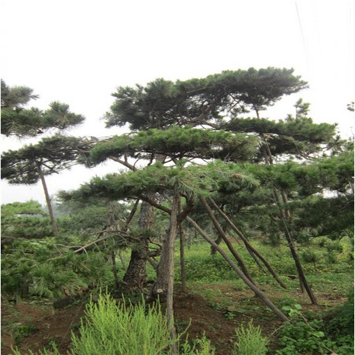 江蘇大型造型松：山東大型造型松供應(yīng)基地