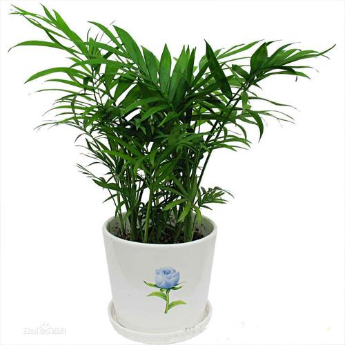 新鄉綠植租擺價格/新鄉綠植租擺養護