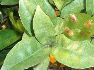 廣西來(lái)賓果樹(shù){tx}殺螨劑，防治紅蜘蛛效果好，用了我們的您再也愁！