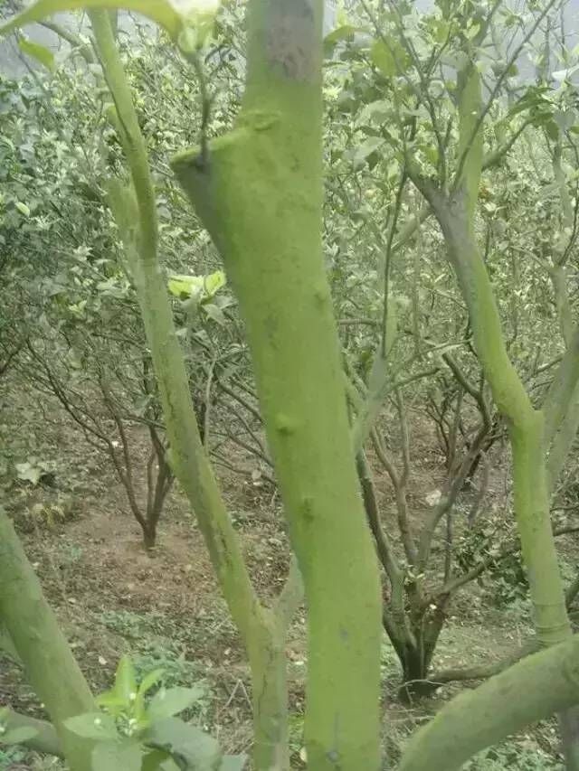  果树青苔病内吸sj剂效果好，四川广西果树青苔病{tx}药