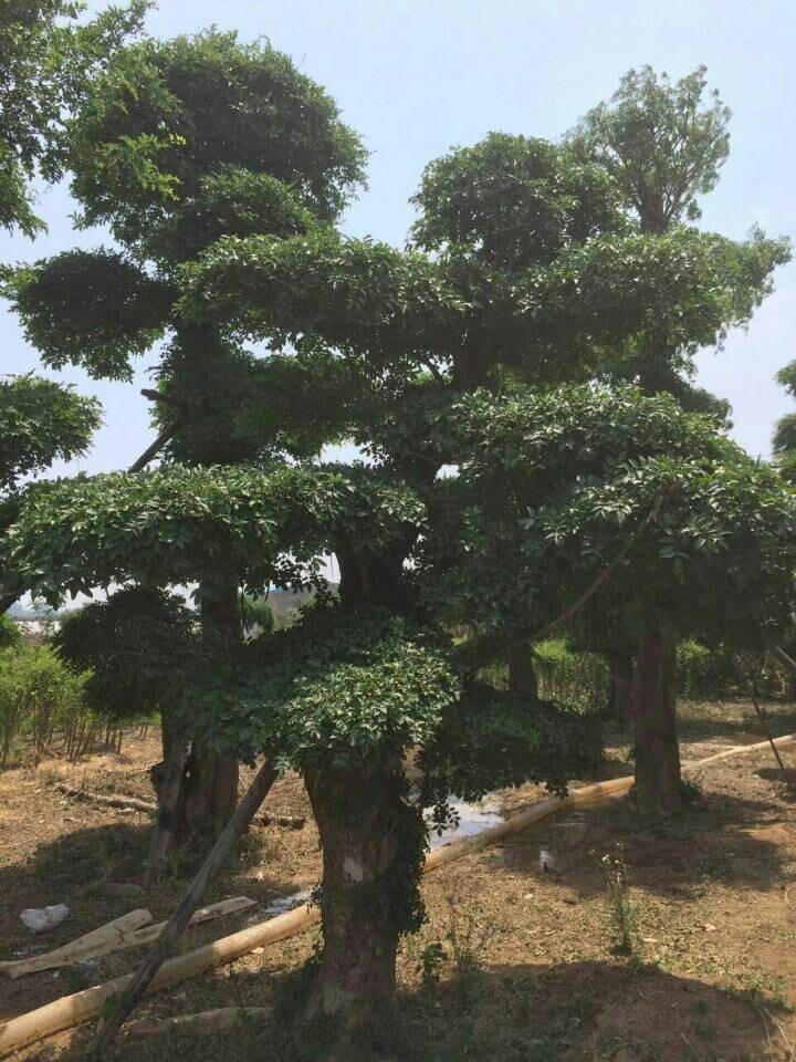 【SO酷】对节白蜡价格，对节白蜡盆景造型，对节白蜡基地