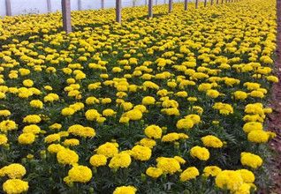 【好！很好！非常好！】國慶菊基地【三彩】國慶菊供應【】國慶菊批發