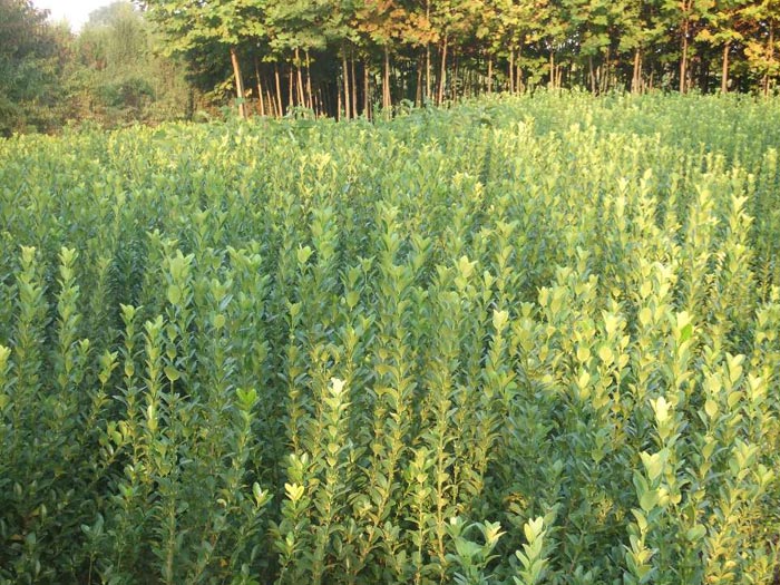 【還有誰！！】彩葉豆梨基地&&金焰繡線菊基地&&金焰繡線菊價(jià)格