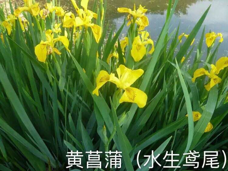 【天吶！真劃算！】菖蒲種植基地||工程小苗批發(fā)-價(jià)格優(yōu)惠！