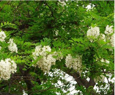 【山莊經貿】槐花批發 槐花生產廠家  槐花哪家好