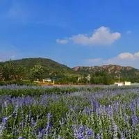 肥城旅游/肥城芳草地