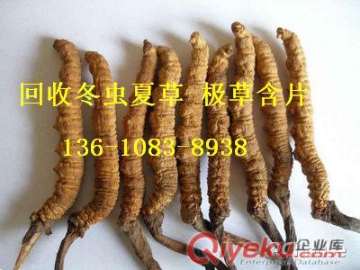 國(guó)慶節(jié)鐵西回收冬蟲(chóng)夏草 沈陽(yáng)高價(jià)收極草含片/蟲(chóng)草粉原始圖片2