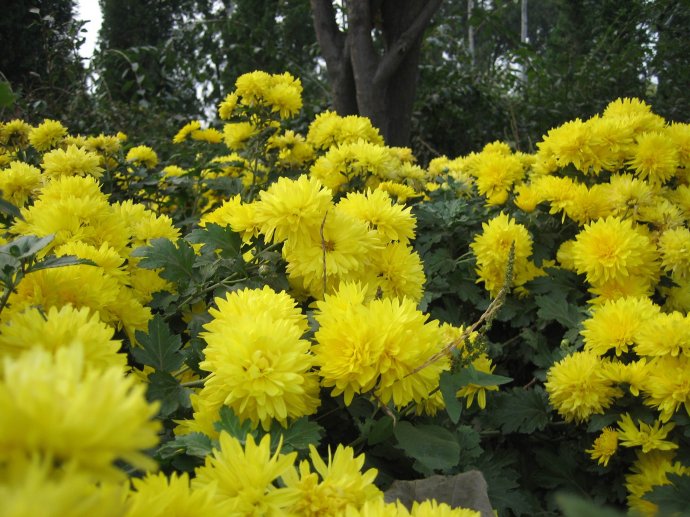 【666】金雞菊*山東金雞菊*金雞菊種植基地*金雞菊批發