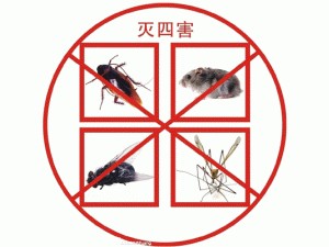 福建可靠的滅殺蟑螂服務 廈門蟑螂藥