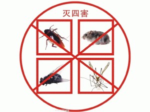 廈門滅蟑膠餌|廈門信譽(yù)好的滅殺蟑螂，你值得信賴