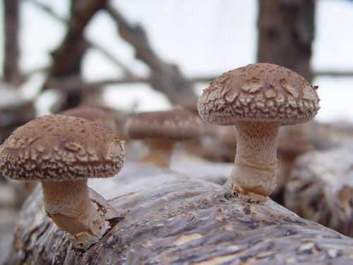 干花菇/康之源食用菌