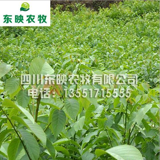 核桃樹苗批發(fā)/四川省東映農(nóng)牧