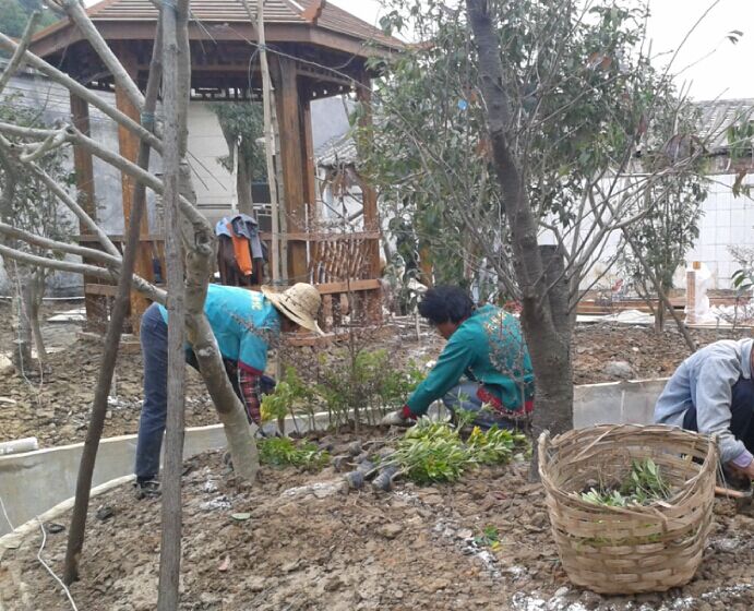 泡桐树苗厂家：供应肇庆泡桐树速生苗