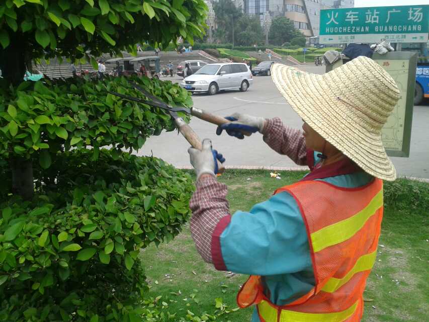 想要無病蟲害的泡桐樹苗就來肇慶活力園林 園林工程泡桐樹