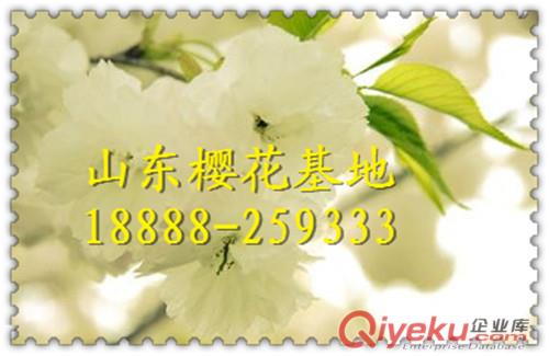櫻花|櫻花樹|櫻花價格|櫻花樹苗|日本晚櫻|櫻花基地