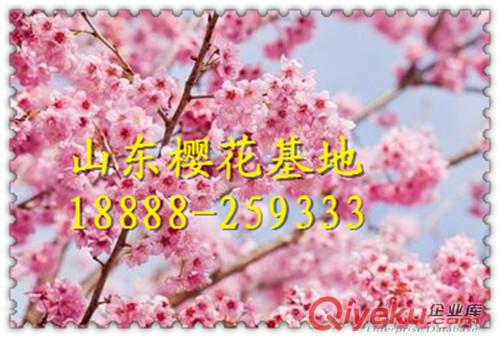 櫻花|櫻花樹|櫻花價格|櫻花樹苗|日本晚櫻|櫻花基地原始圖片2