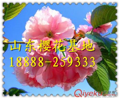 櫻花|櫻花樹|櫻花價格|櫻花樹苗|日本晚櫻|櫻花基地原始圖片3