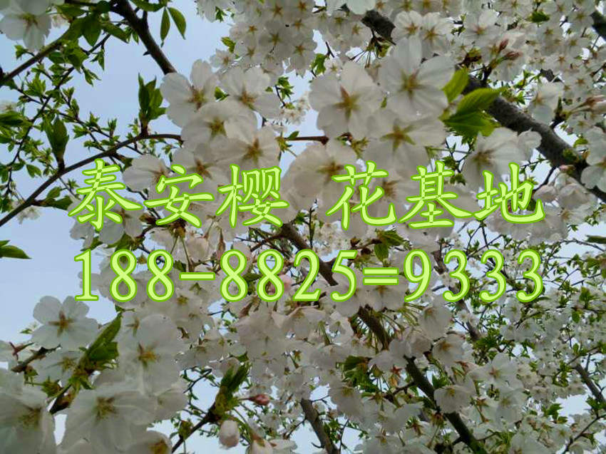 5公分樱花/6公分樱花/7公分樱花/8公分樱花/9公分樱花/10公分樱花/12公分樱花/13公分樱花/14公分樱花15公分樱花/16公分樱花/18公分樱花/20公分樱花价格