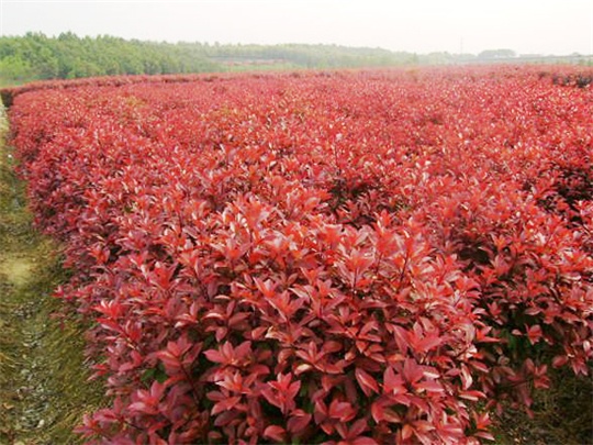 【分享好品質】【小葉扶芳藤基地 優質扶芳藤 扶芳藤供應商】