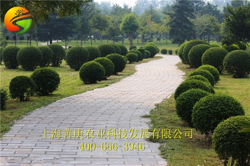 非常好的綠化工程苗木出售|專(zhuān)業(yè)種植綠化苗木