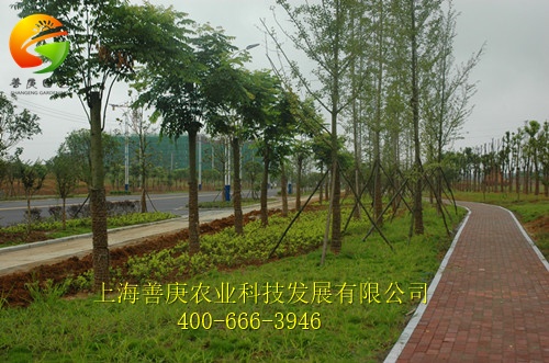 上海市市政綠化工程公司推薦，市政綠化工程渠道