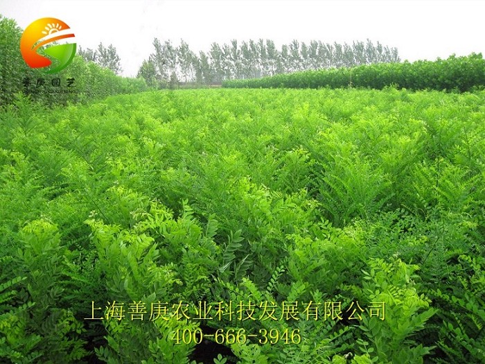 好的植物租賃在哪里 植物租擺信息