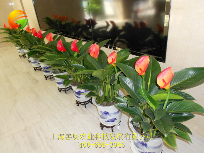 專業的別墅園林景觀設計_上哪找靠譜的別墅園林景觀設計施工