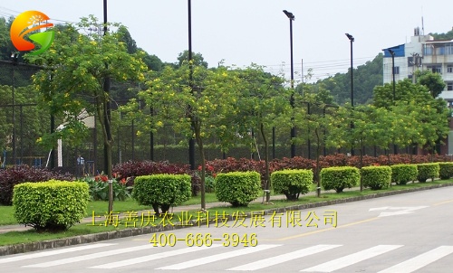 優質市政綠化工程上哪找：選擇市政綠化工程