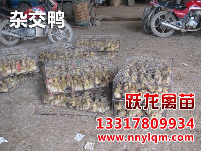 北海禽苗批發(fā)|廣西禽苗哪里有供應