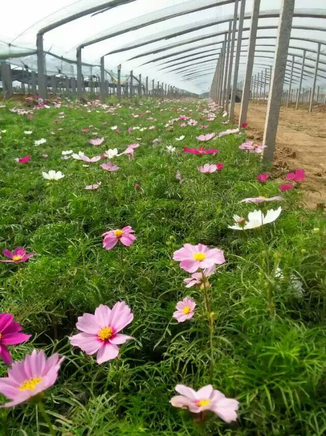 山東大花秋葵，專業(yè)的宿根花卉供應(yīng)商就在濰坊