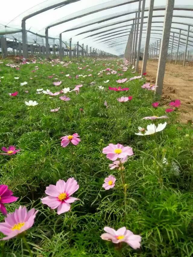 薰衣草價格 想買優(yōu)質(zhì)宿根花卉，就到百草園花卉苗木專業(yè)合作社