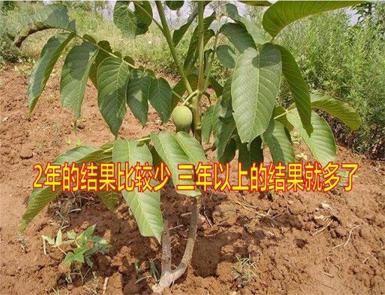 鄂州脆皮核桃苗/湖北省昊豐