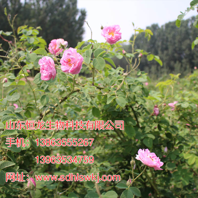 供應(yīng)山東大馬士革玫瑰秒 品種純 量大價格優(yōu)