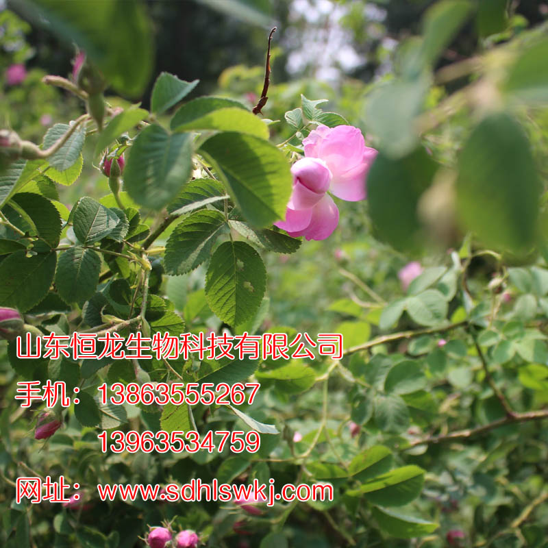 大馬士革玫瑰苗木批發(fā) 純正大馬士革玫瑰精油價(jià)格