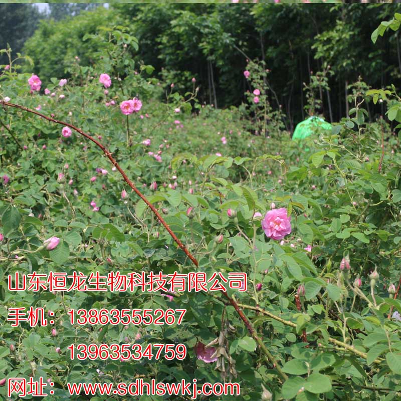 精油提煉大馬士革玫瑰花苗種植原始圖片2