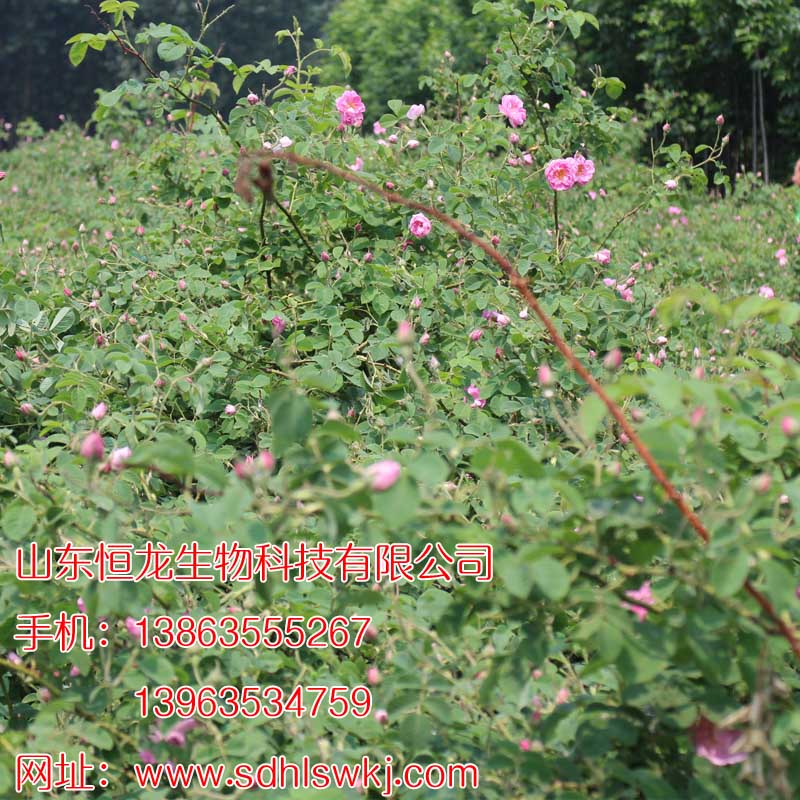 精油提煉大馬士革玫瑰花苗種植原始圖片3