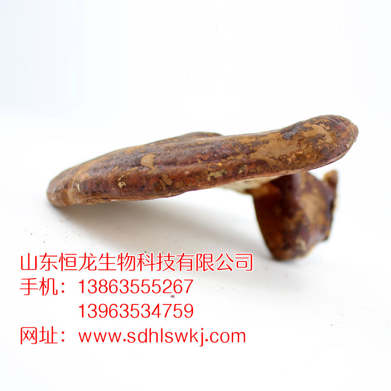 新品熱銷(xiāo) 內(nèi)蒙南韓靈芝低價(jià)促銷(xiāo) 質(zhì)量保證原始圖片3