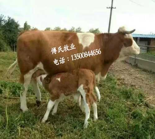 东北肉牛价格 黑龙江肉牛批发