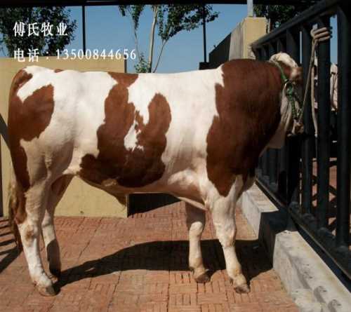 内蒙古肉牛价格 贵州肉牛养牛场