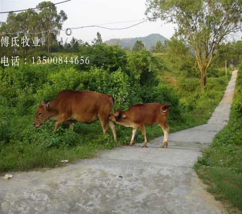 小黄牛养殖/山东黄牛多少钱