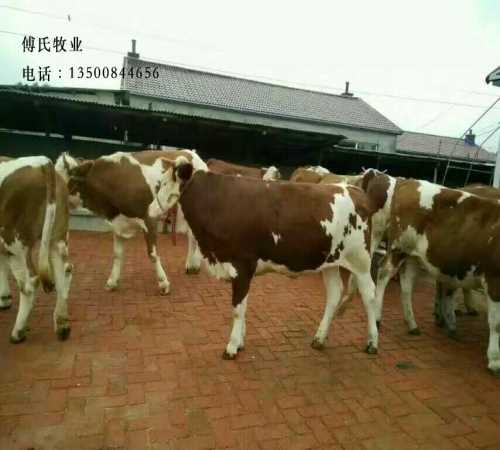 廣東肉牛價格 陜西肉牛怎么樣