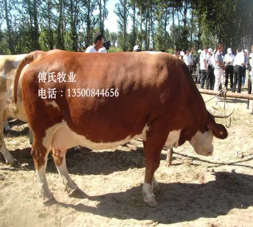 農(nóng)村肉牛多少錢_南方肉牛養(yǎng)殖