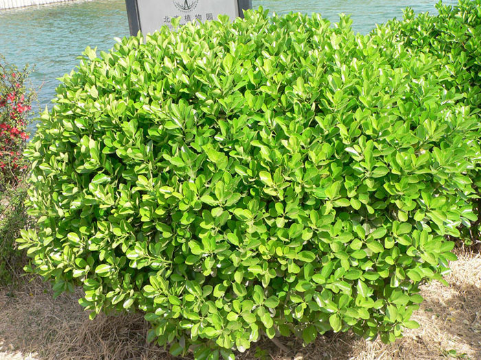 濰坊黑心菊：供應山東優惠的黑心菊