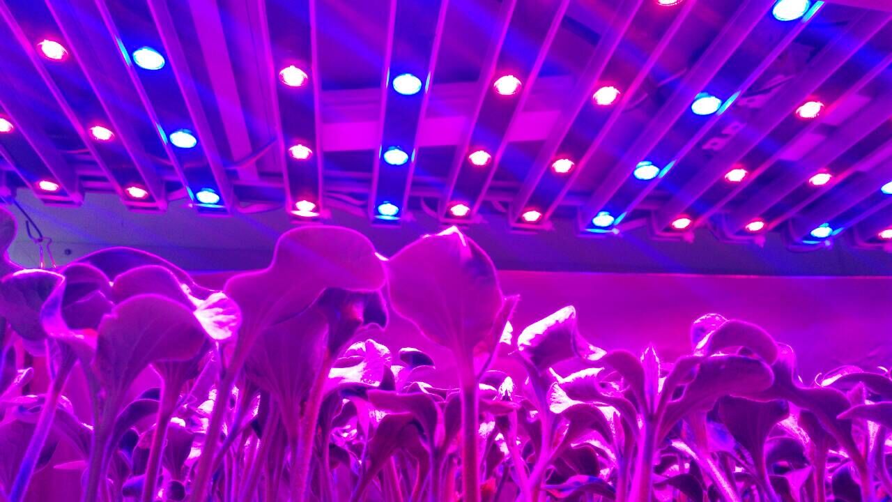 供應人工氣候室建設 。人工氣候室工程。人工氣候室改造。