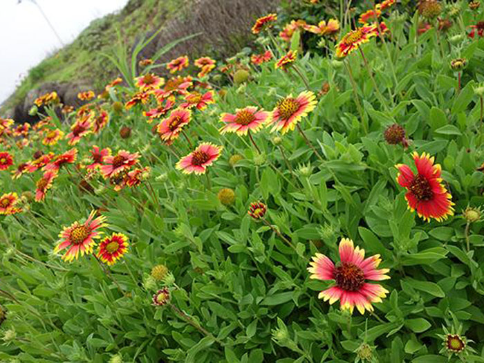 【用洪荒之力搜索‘新艺’】山东草花供应商//黑心菊批发价格