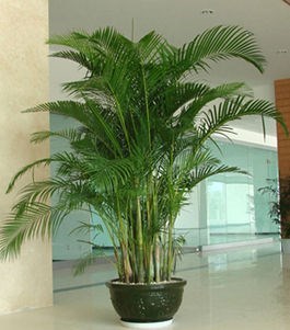 優(yōu)質(zhì)花卉租賃_西安花卉批發(fā)