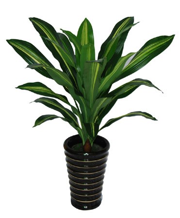臨時綠植租賃-西安綠植租賃