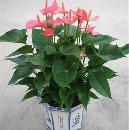 花卉盆景租賃/花卉盆景租擺