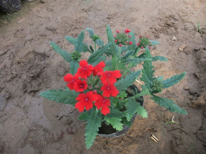 美女櫻種植基地【晨鳴】地被菊種植基地【巨贊】荷蘭菊種植基地