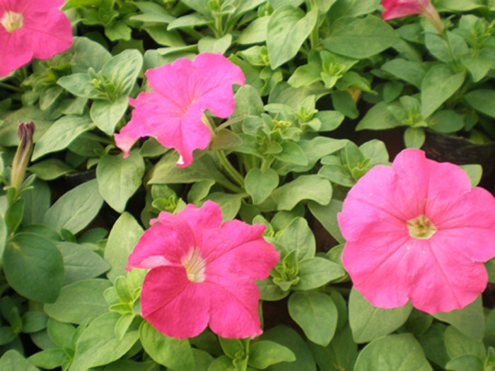 【萬花齊放】衛(wèi)矛種植基地+優(yōu)質(zhì)黑心菊+萬壽菊批發(fā)基地